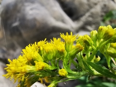 Solidago pringlei