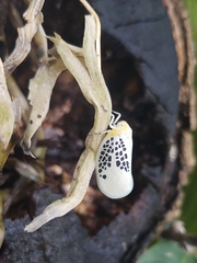 Poekilloptera phalaenoides