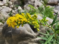 Solidago pringlei