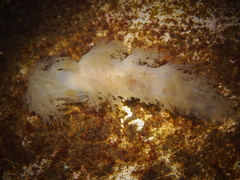 Dendronotus
