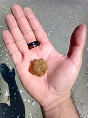 Ectocarpales