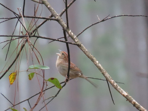 Peucaea aestivalis
