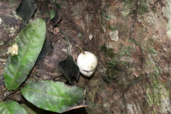 Syzygium cormiflorum