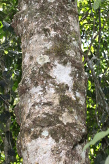 Syzygium cormiflorum
