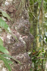 Syzygium cormiflorum