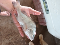 Rhencus macracanthus