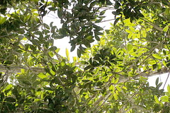 Canarium australianum