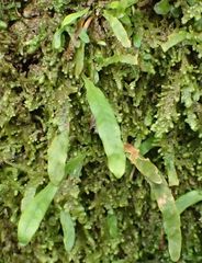 Notogrammitis ciliata