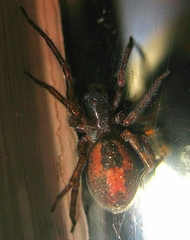 Amaurobius fenestralis