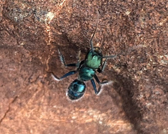 Calomyrmex purpureus