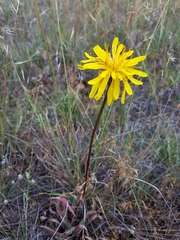 Microseris nutans