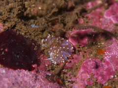 Facelina auriculata