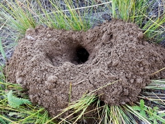 Thomomys talpoides