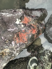 Metandrocarpa taylori