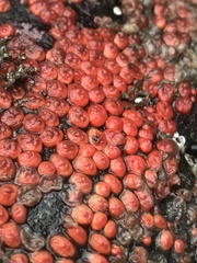 Metandrocarpa taylori