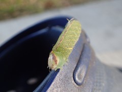 Macrurocampa marthesia