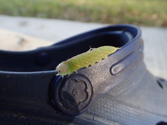 Macrurocampa marthesia