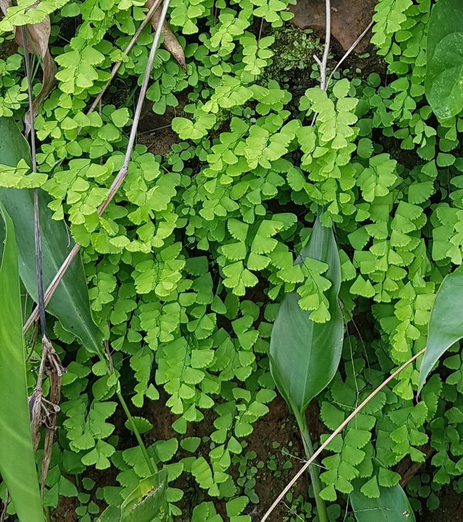 Maidenhair fern