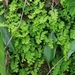 Adiantum deflectens - Photo (c) nadineteles, some rights reserved (CC BY-NC), uploaded by nadineteles