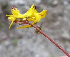 Corydalis casimiriana