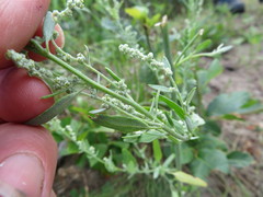 Chenopodium leptophyllum
