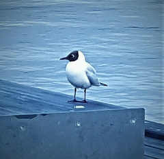 Chroicocephalus ridibundus