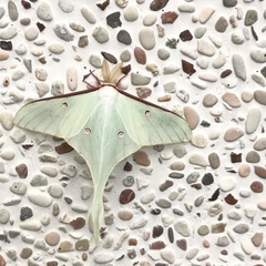 Actias neidhoeferi