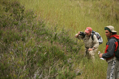 Salvia brandegeei