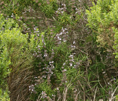 Salvia brandegeei