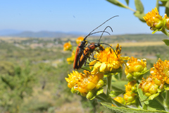 Ischnocnemis luteicollis