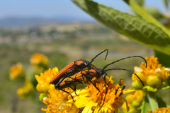 Ischnocnemis luteicollis