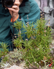 Salvia brandegeei
