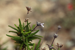 Salvia brandegeei