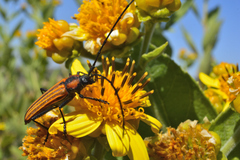 Ischnocnemis luteicollis