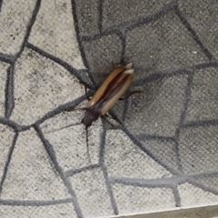 Poeciloxestia dorsalis