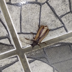 Poeciloxestia dorsalis