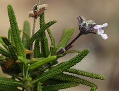Salvia brandegeei