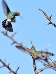 Cynanthus latirostris