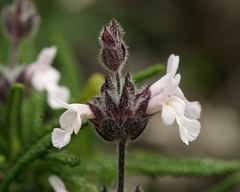Salvia brandegeei