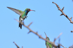 Cynanthus latirostris