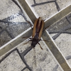 Poeciloxestia dorsalis