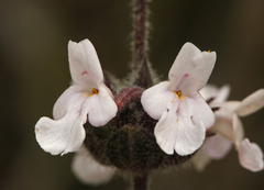 Salvia brandegeei