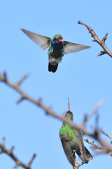 Cynanthus latirostris