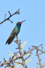 Cynanthus latirostris