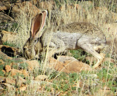 Lepus alleni