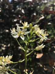 Toxicoscordion fontanum