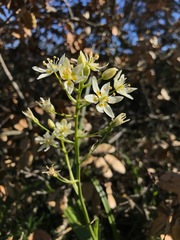 Toxicoscordion fontanum