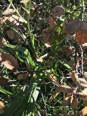 Toxicoscordion fontanum