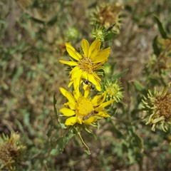 Grindelia pulchella