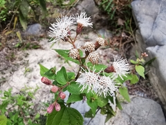 Chromolaena bigelovii